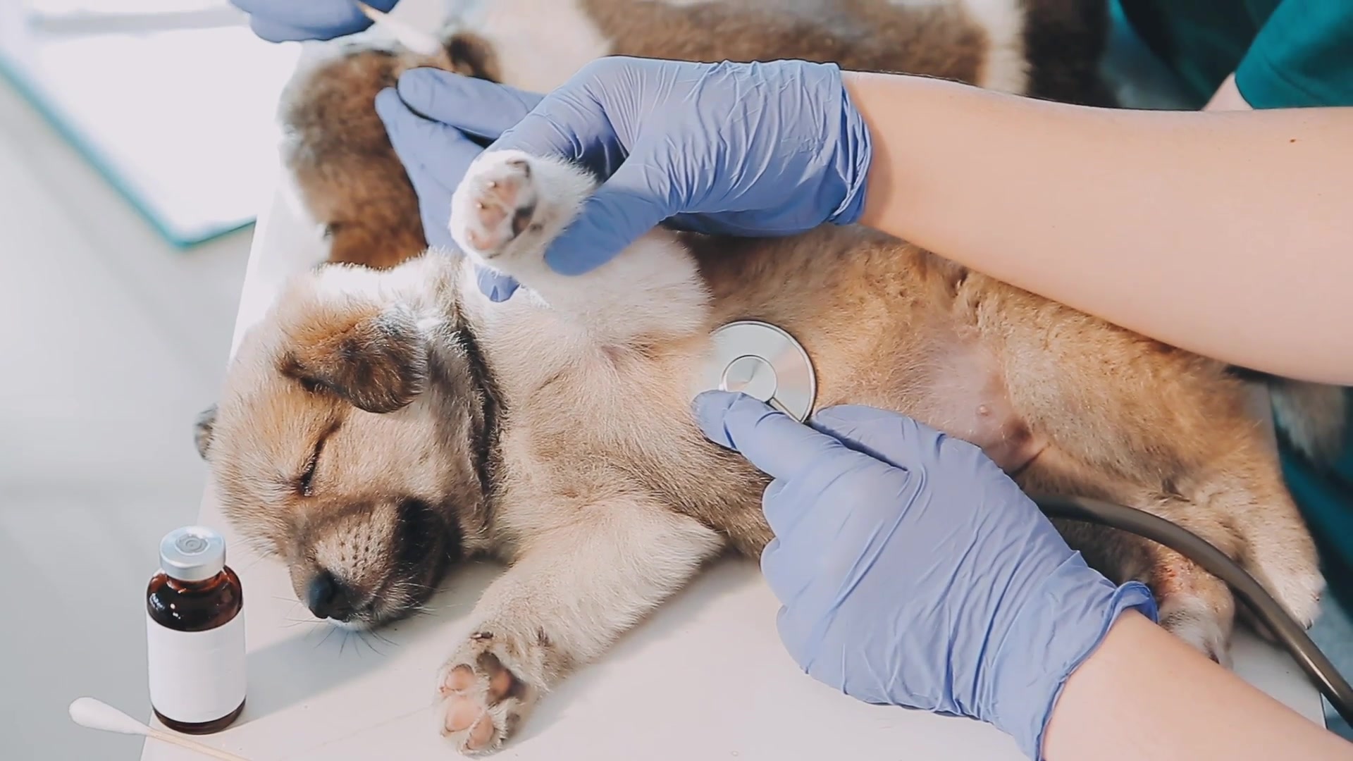 Veterinaria